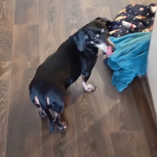 Галерея пет-ситтера Елена (1102)