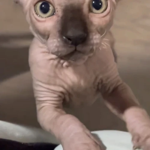 Галерея пет-ситтера Анастасия (3420)