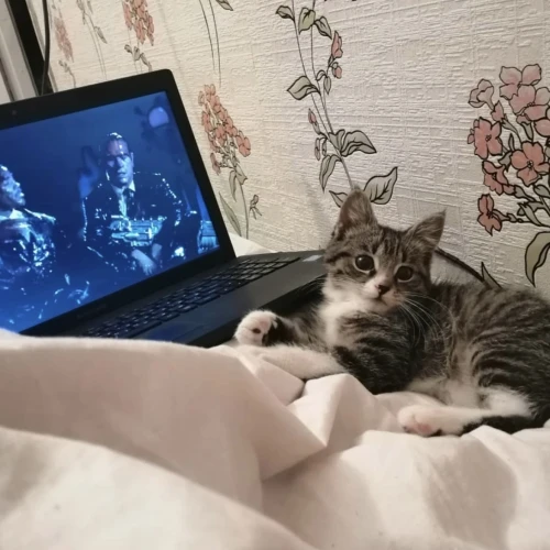 Галерея пет-ситтера Анастасия (3420)