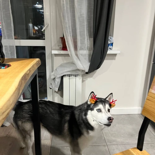 Галерея пет-ситтера Анастасия (3420)