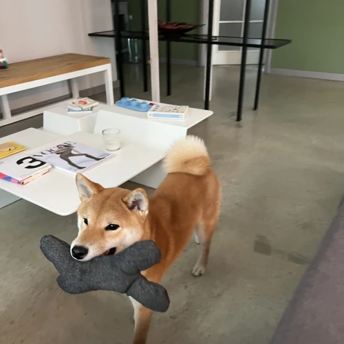 Галерея пет-ситтера Маргарита (3469)