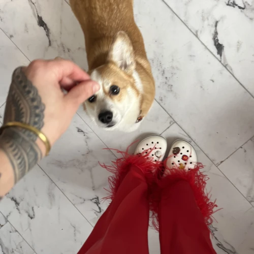 Галерея пет-ситтера Маргарита (3469)