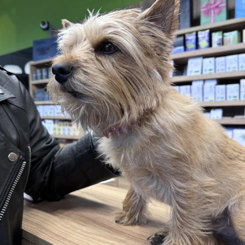 Галерея пет-ситтера Маргарита (3469)