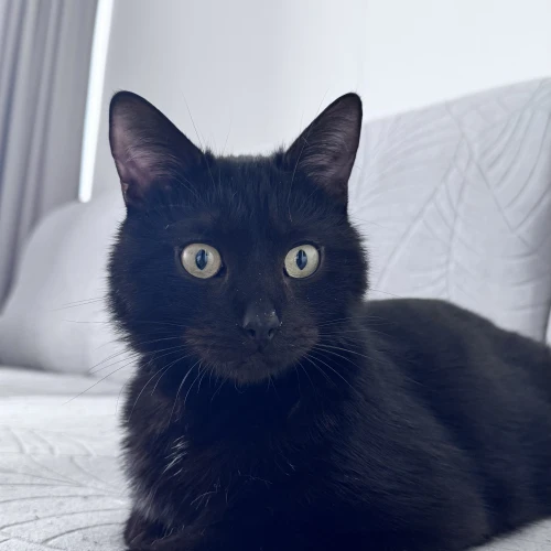 Галерея пет-ситтера Анна (2254)