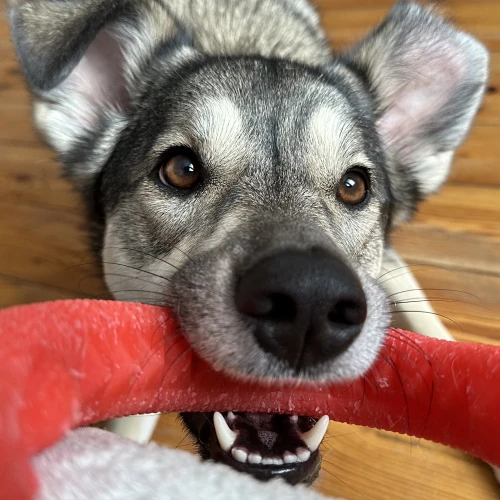 Галерея пет-ситтера Алеся (1725)