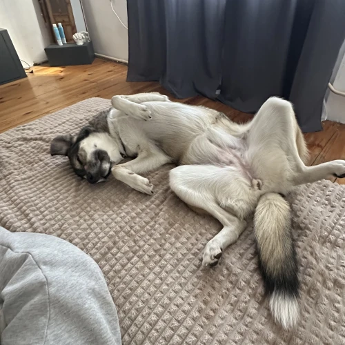 Галерея пет-ситтера Алеся (1725)