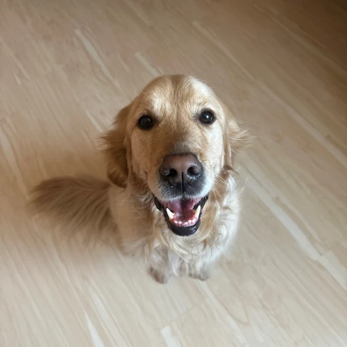 Галерея пет-ситтера Алеся (1725)