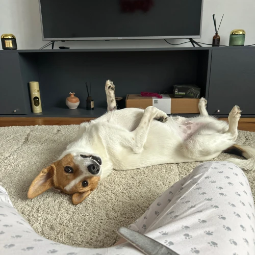 Галерея пет-ситтера Алеся (1725)