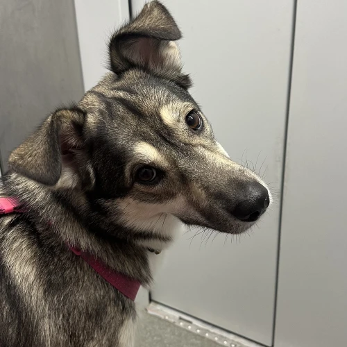 Галерея пет-ситтера Алеся (1725)