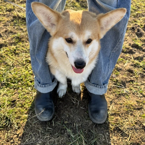 Галерея пет-ситтера Лолита (1468)