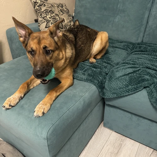 Галерея пет-ситтера Мария (3003)