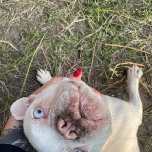 Галерея пет-ситтера Елизавета (3517)