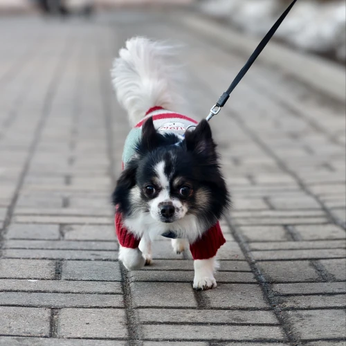 Галерея пет-ситтера Анна (1065)