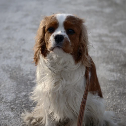 Галерея пет-ситтера Анна (1065)