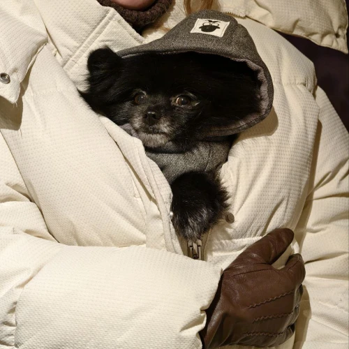 Галерея пет-ситтера Анна (1065)