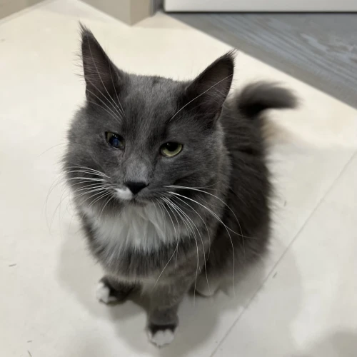 Галерея пет-ситтера Юля (376)