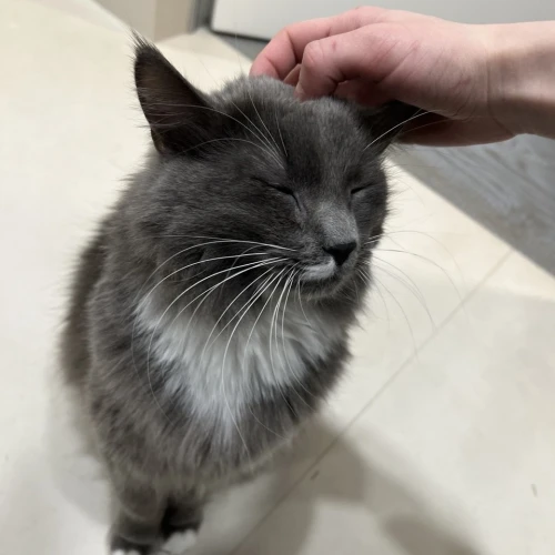 Галерея пет-ситтера Юля (376)