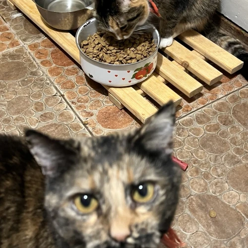 Галерея пет-ситтера Юля (376)