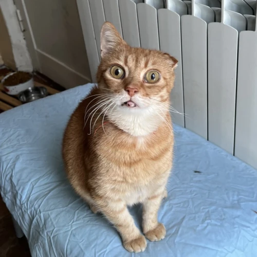 Галерея пет-ситтера Юля (376)