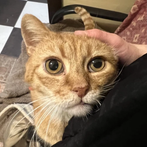 Галерея пет-ситтера Юля (376)