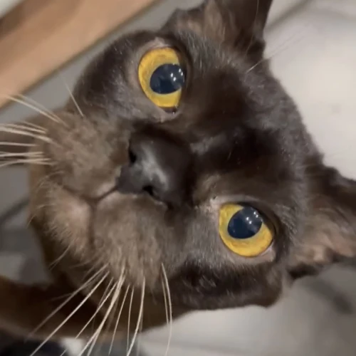 Галерея пет-ситтера Юля (376)