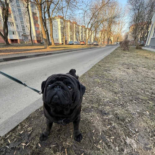 Галерея пет-ситтера Мария (842)