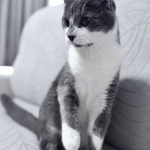 Галерея пет-ситтера Анна (2254)