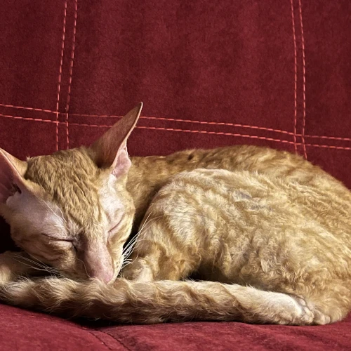 Галерея пет-ситтера Паліна (82)