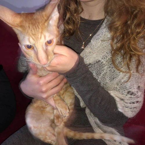 Галерея пет-ситтера Паліна (82)