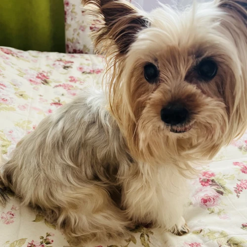 Галерея пет-ситтера Паліна (82)