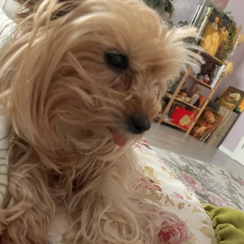 Галерея пет-ситтера Паліна (82)