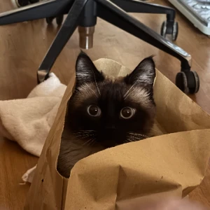 Аватар Никита