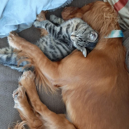 Галерея пет-ситтера Уля (3465)