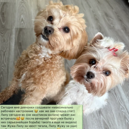 Галерея пет-ситтера Ирена (160)