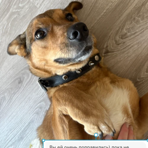 Галерея пет-ситтера Ирена (160)