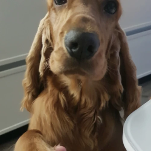 Галерея пет-ситтера Ирена (160)