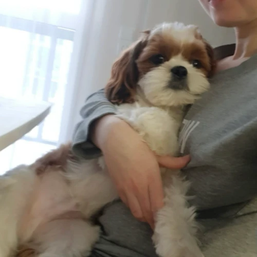 Галерея пет-ситтера Ирена (160)