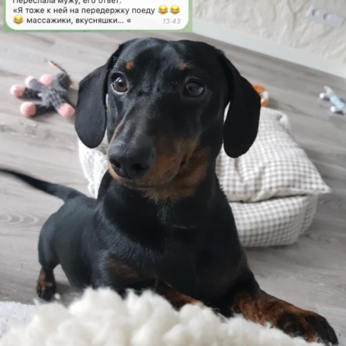 Галерея пет-ситтера Ирена (160)