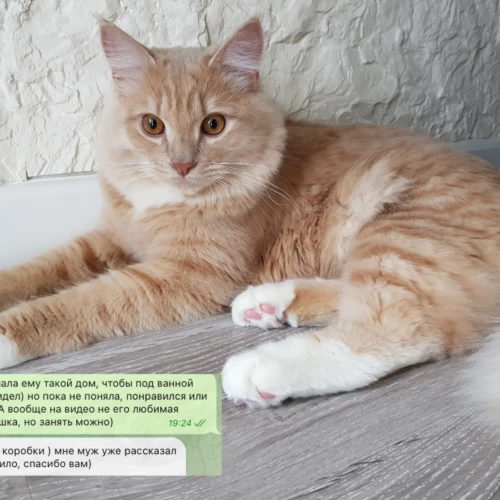 Галерея пет-ситтера Ирена (160)