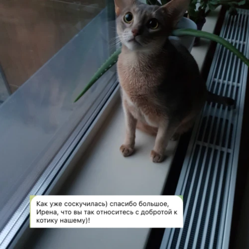 Галерея пет-ситтера Ирена (160)