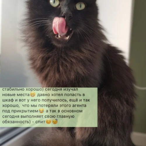 Галерея пет-ситтера Ирена (160)