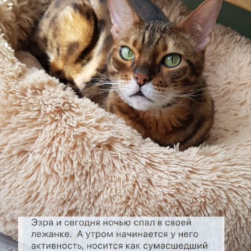 Галерея пет-ситтера Ирена (160)