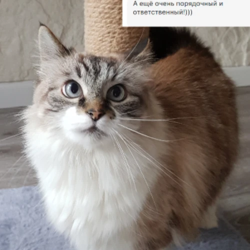 Галерея пет-ситтера Ирена (160)