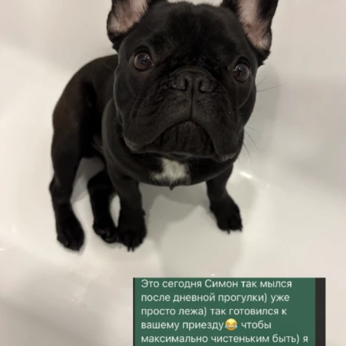 Галерея пет-ситтера Ирена (160)