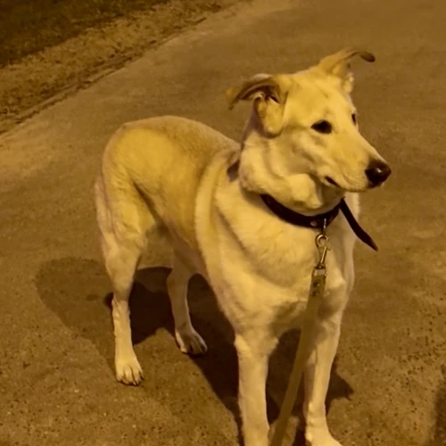 Галерея пет-ситтера Анна (47)