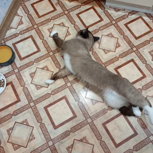 Галерея пет-ситтера Елена (1102)