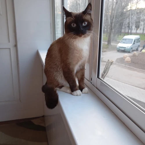 Галерея пет-ситтера Елена (1102)