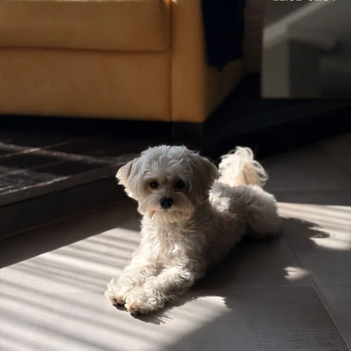 Галерея пет-ситтера Александра (2590)