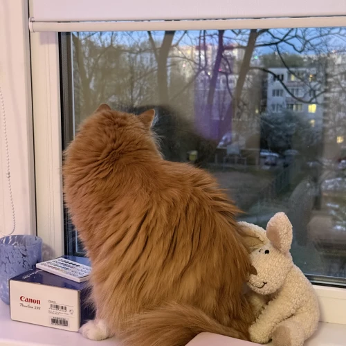 Галерея пет-ситтера Дарья (2508)