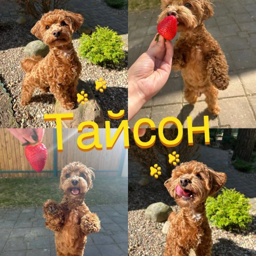 Галерея пет-ситтера Виктория (1058)